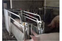 母猪电子饲喂站/杭州母猪自动喂养设备厂家