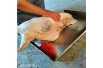 立式圆筒牛头蹄脱毛机羊头蹄烫脱一体机博瑞达食品机械加工