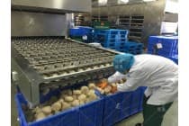 方便粉丝加工机_丽星速食粉丝烘干线出机为成品粉团