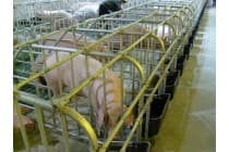 大连母猪限位栏 母猪定位栏 母猪单体栏